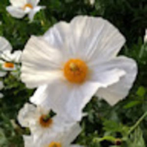 Meet your Posher, Marina